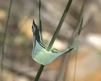 Feuilles connées (soudée à leur base), comme perforées par la tige.