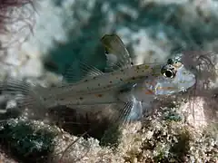 Fusigobius melacron