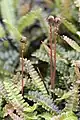 Blechnum penna-maritima