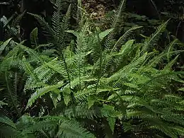 Photographie d'un blechnum en épi.