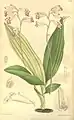 Bletilla foliosa (illustration botanique).