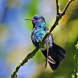 Colibri à tête bleue