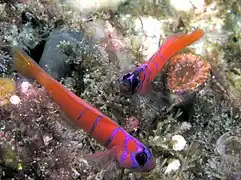 Deux  Lythrypnus dalli de Californie