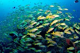 Vivaneaux à raies bleues (Lutjanus kasmira)