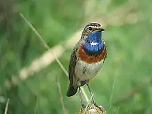 Gorgebleue à miroir