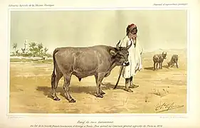 vache tunisienne