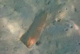 Bohadschia maculisparsa