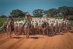 Conduite du bétail dans le Pantanal