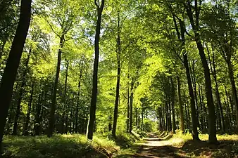 Le GR VA dans le Livierenbos (nl)