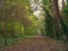 Le chemin des Pèlerins dans le bois du Caprice.