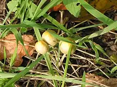 Bolbitius vitellinus