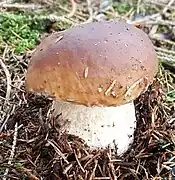 Chapeau brunâtre, souvent plus pâle en allant vers les bords.