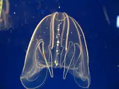 Bolinopsis mikado