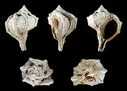 Spécimen fossile (Bolinus brandaris torularius), avec les pointes émoussées