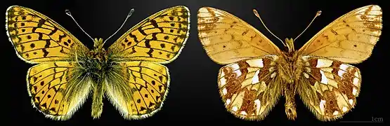 Boloria (Boloria) napaea, le Nacré des renouées