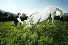 Cheval blanc faisant la révérence vu de profil pendant qu'un homme costumé lui donne des indications