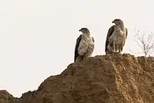 Deux Aigles de Bonelli perchés sur un rocher.