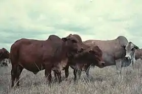 Troupeau au Kenya