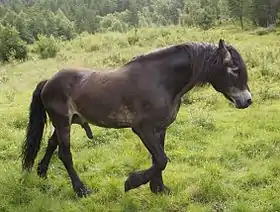 Image illustrative de l’article Bork Rigel