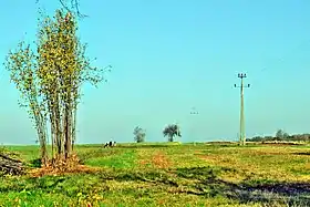 Borkowizna (Niedrzwica Duża)