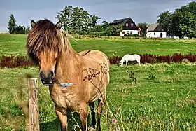 Image illustrative de l’article Cheval au Danemark