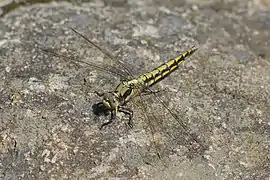 Orthetrum cancellatum dans le parc national de Bourabay, Kazakhstan.