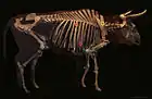 Squelette d'aurochs datant de 7 500 ans avant notre ère.