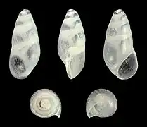 Botryphallus epidauricus