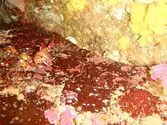 Bovichtus angustifrons (Bovichtidae).