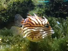 Brachaluteres jacksonianus.