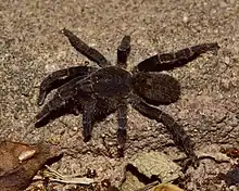 Une grosse araignée poilue noire, marchant au sol.