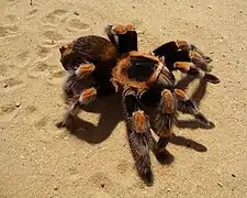 La mygale à genoux rouges (Brachypelma smithi), une Mygalomorphae.
