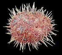 Brachysternaster chesheri, une des espèces placées sous « Paleopneustina incertae sedis B ».