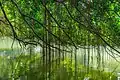 Branches courbes d'un Ficus kurzii (Burmese Banyan) de 150 ans se réfléchissant dans l'eau du lac des cygnes (Swan Lake), au jardin botanique de Singapour. Juin 2018.