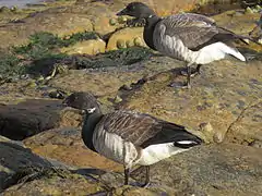 Branta bernicla
