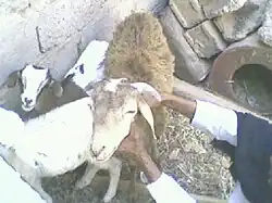 brebis D'man et ses agneaux