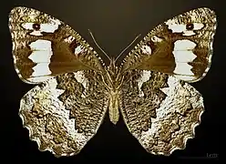 Silène ♀ revers △