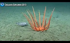 Une étoile Brisingidae en position de chasse au large du sud des États-Unis en 2019.