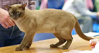 Un burmese européen noir. L'action du patron à pointe burmese dilue le noir en un brun chaud.