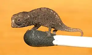 Brookesia micra sur une tête d'allumette