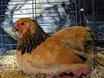 Poule Brahma naine fauve herminé noir
