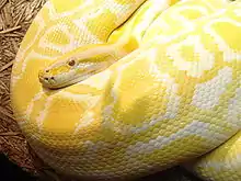 Python bivittatus  (Boidae)