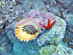 Cette ranelle géante est en train de consommer une étoile Linckia multifora, pendant qu'une Fromia indica imprudente escalade sa coquille (Maldives).