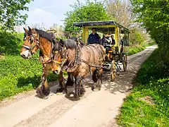 Traits belges attelés à un véhicule de transport des personnes, en Belgique.
