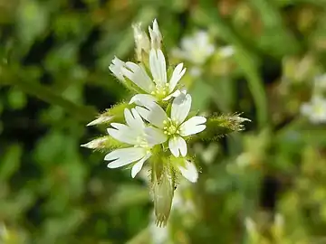 Les sépales sont poilus jusqu'à leur extrémité