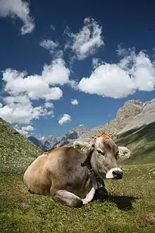 Vache couchée dans un alpage d'altitude. La vache est gris clair-fauve à encolure gris plus sombre. Elle est sans corne et porte une cloche pendue à son collier.