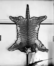 Chasseur européen posant devant une peau de Tigre de Java.