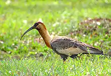 Ibis mandore (Theristicus caudatus)