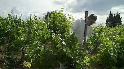 Vigne de cabernet-sauvignon.