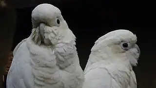 Couple, avec mâle au premier plan, à la Ménagerie du jardin des plantes